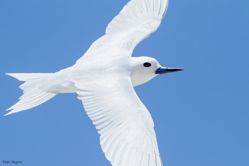 White Tern 