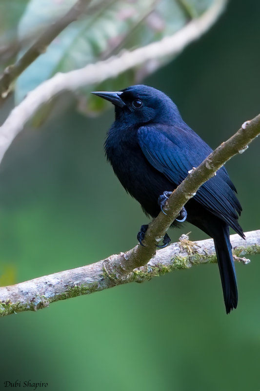 Jamaican Blackbird 
