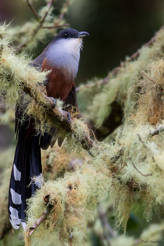 Chestnut-bellied Cuckoo 