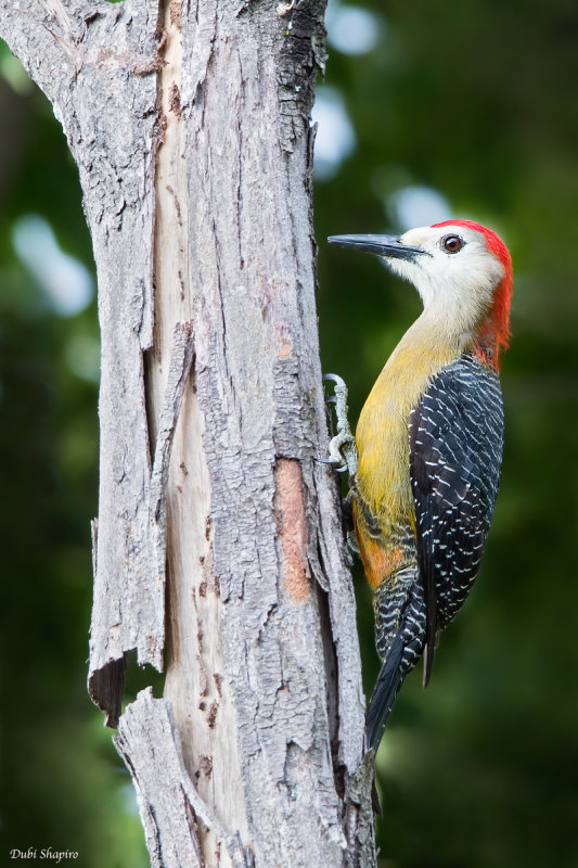 Jamaican Woodpecker 