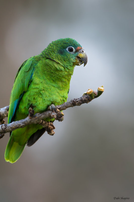 Yellow-billed Parrot