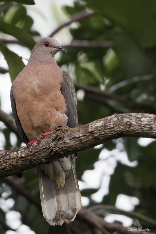 Ring-tailed Pigeon