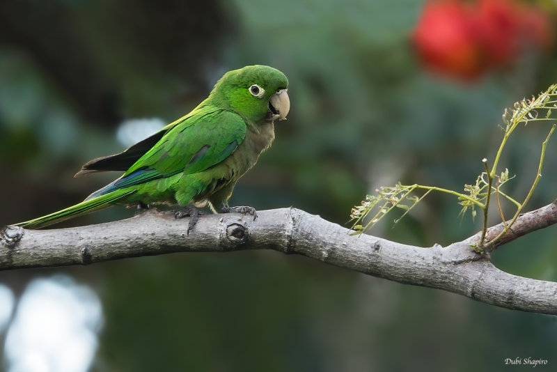 Jamaican Parakeet