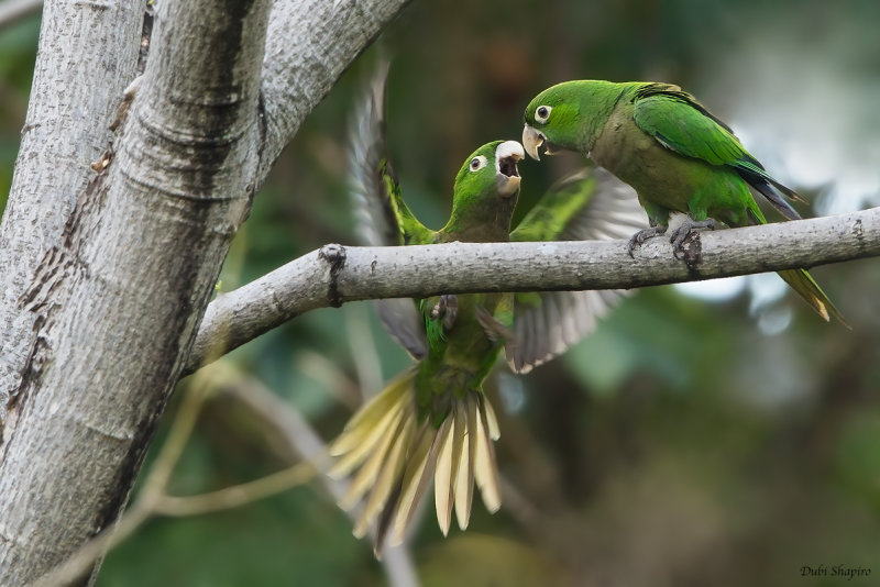 Jamaican Parakeet 