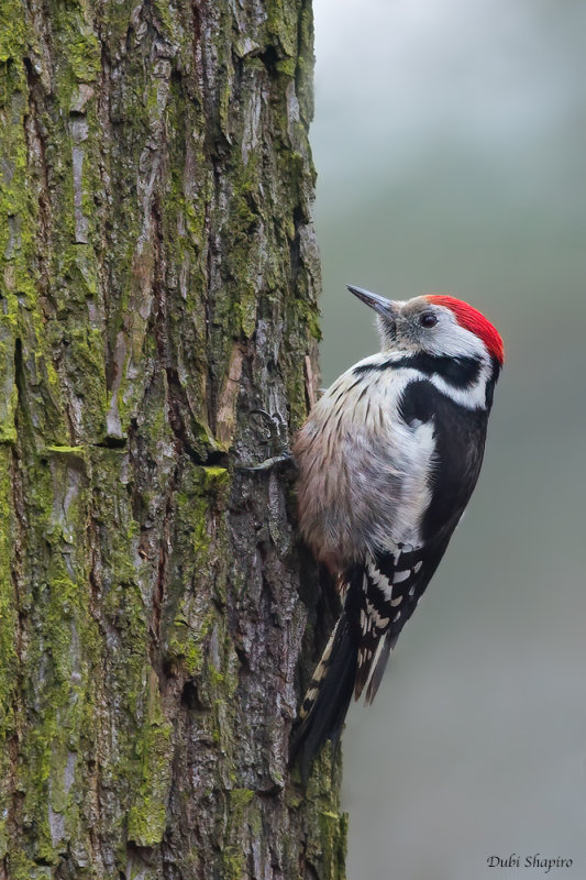 Middle Spotted Woodpecker 