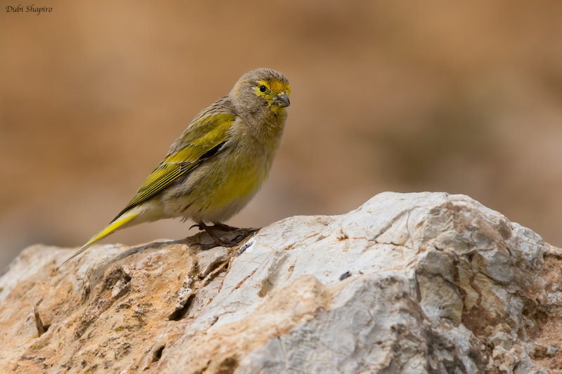 Syrian Serin