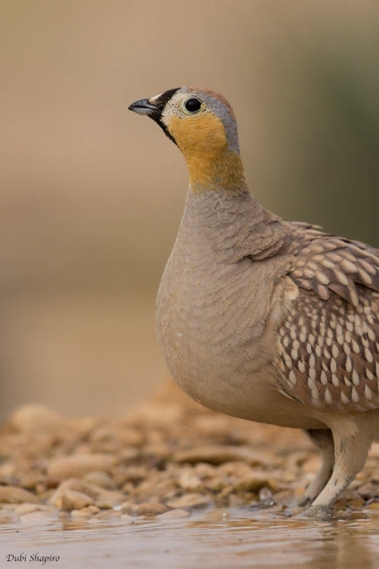 Crowned Sandgrouse 