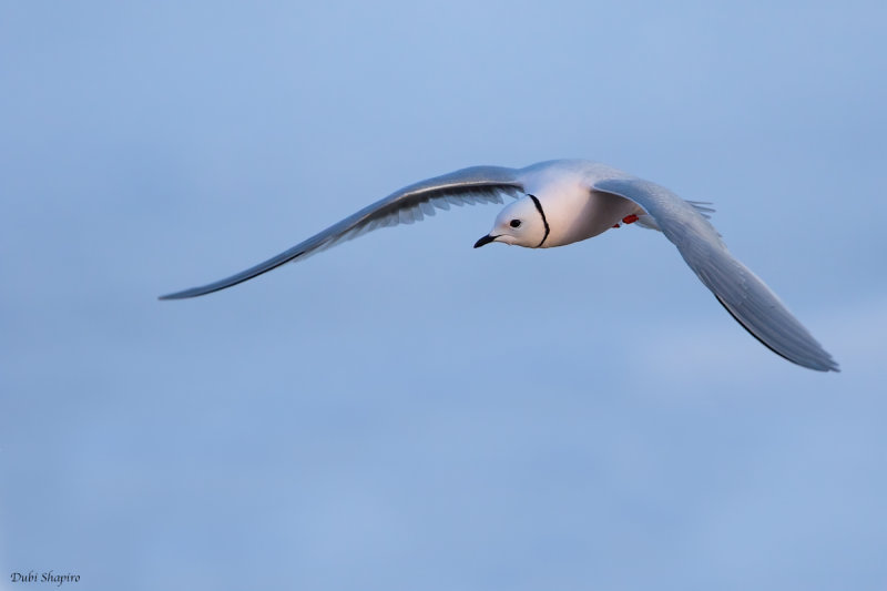 Ross's Gull 