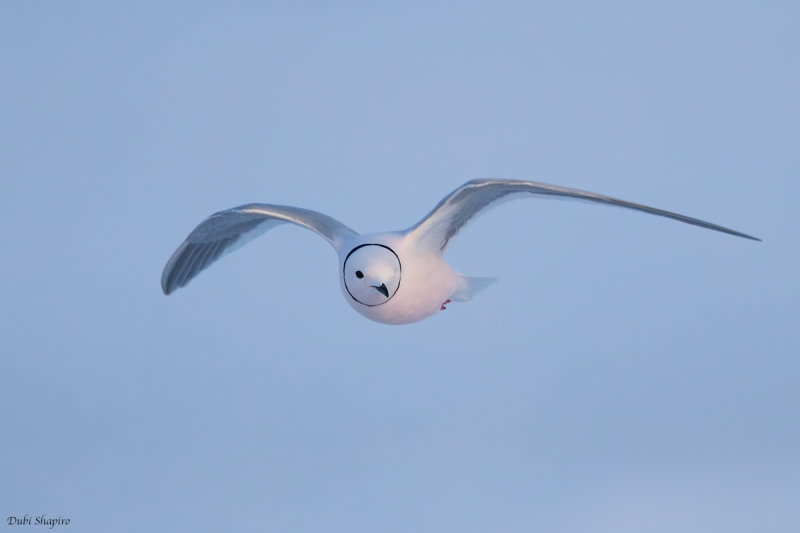 Ross's Gull