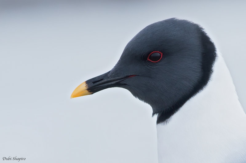 Sabine's Gull 