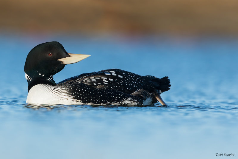 Yellow-billed Loon 