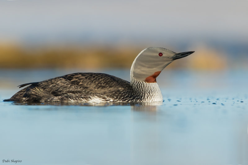 Red-throated Loon 