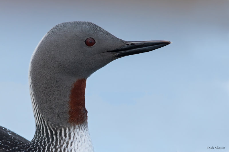 Red-throated Loon 