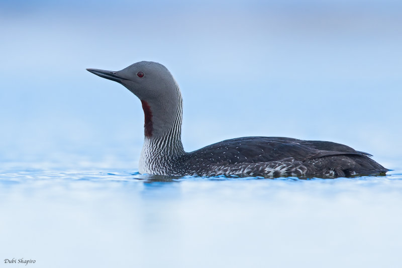 Red-throated Loon 
