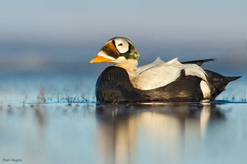 Spectacled Eider 