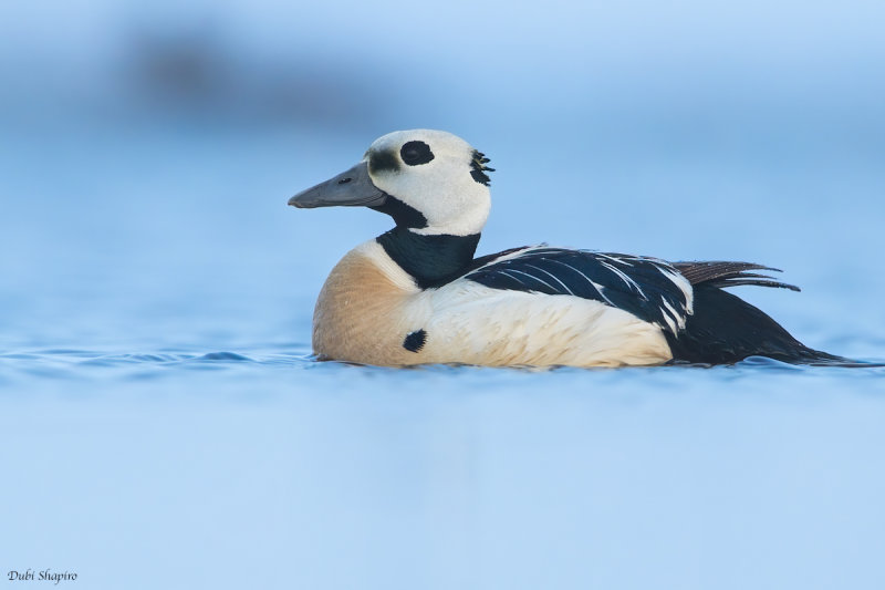 Steller's Eider 