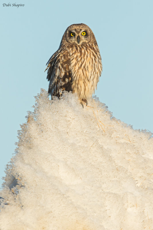 Short-eared Owl 