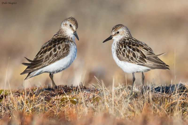 Semipalmated Sandpiper