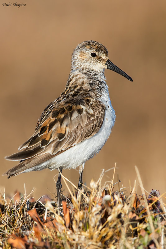 Western Sandpiper