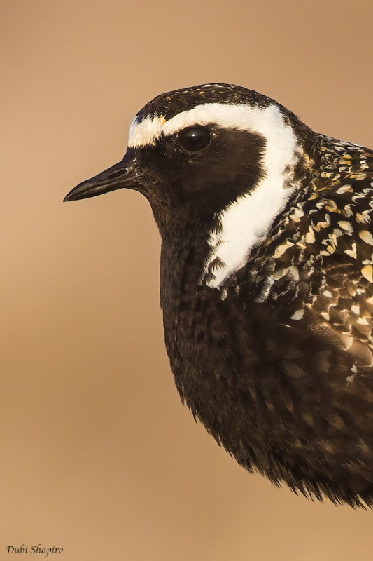 American Golden Plover 