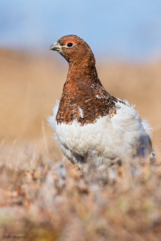 Willow Grouse 