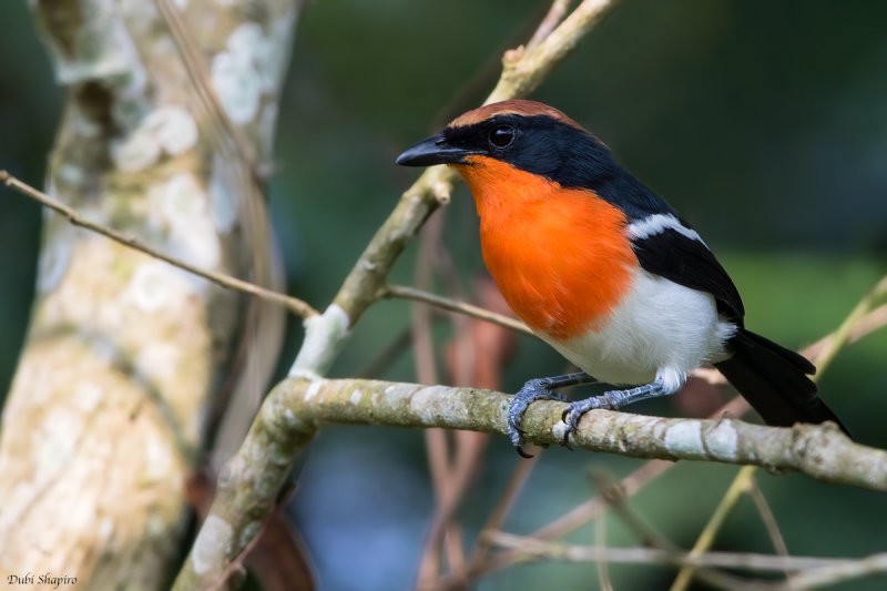 Braun's Bushshrike 