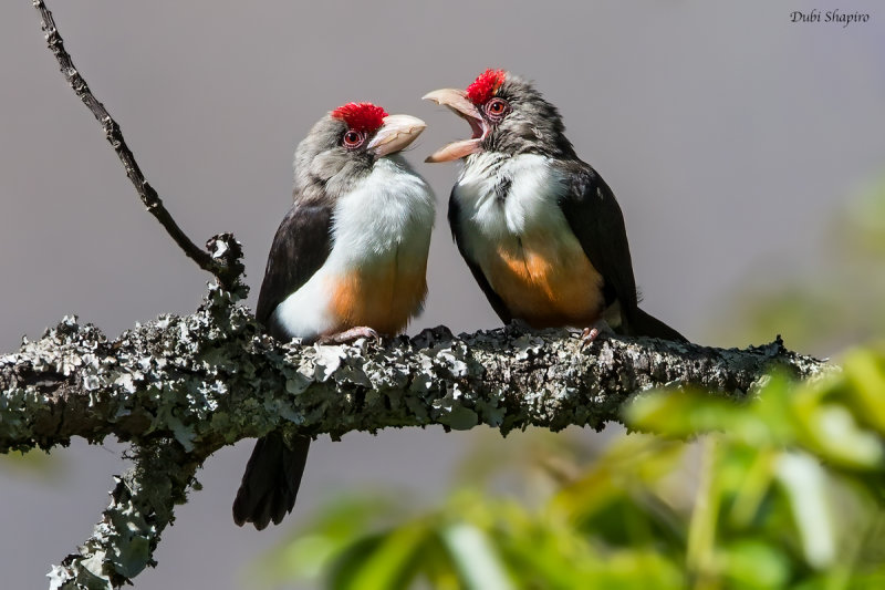 Brown-faced Barbet 