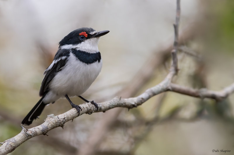 White-fronted Wattle-eye