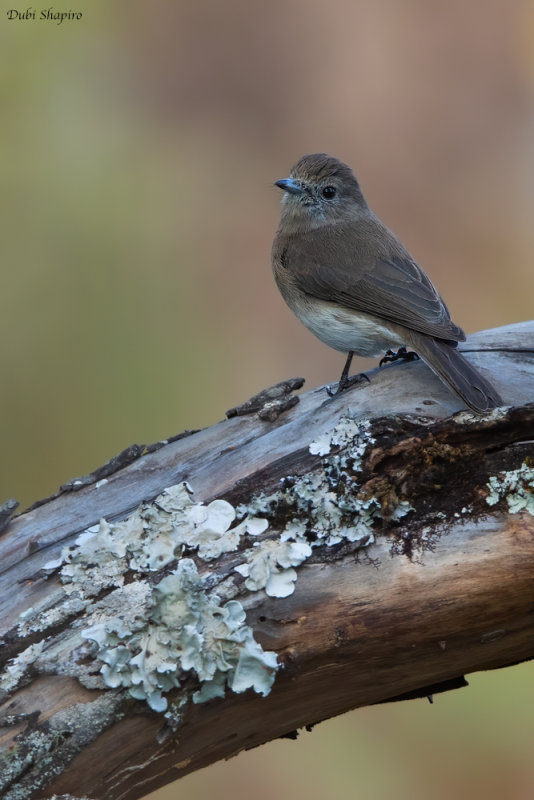 Angolan Slaty Flycatcher