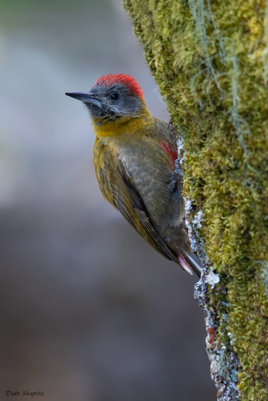 Olive Woodpecker 