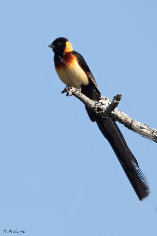 Broad-tailed Paradise-whydah