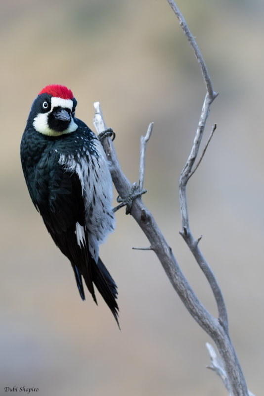 Acorn woodpecker 