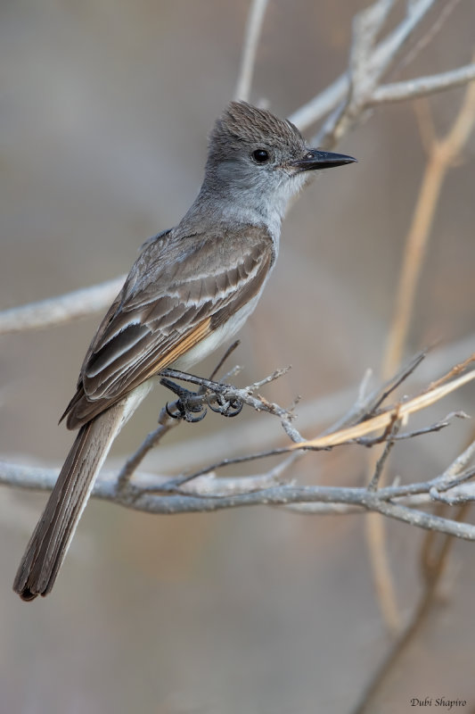 Ash-throated Flycatcher 