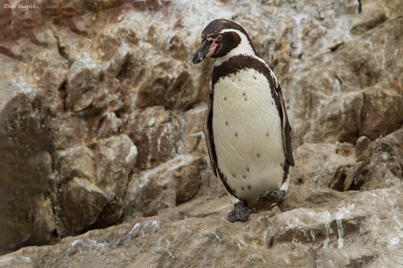 Humboldt Penguin