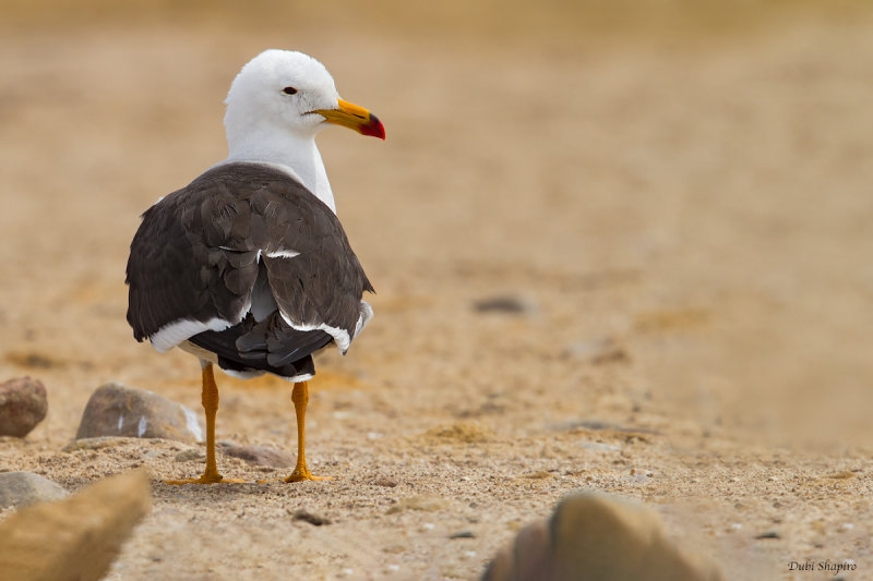 Belcher’s Gull