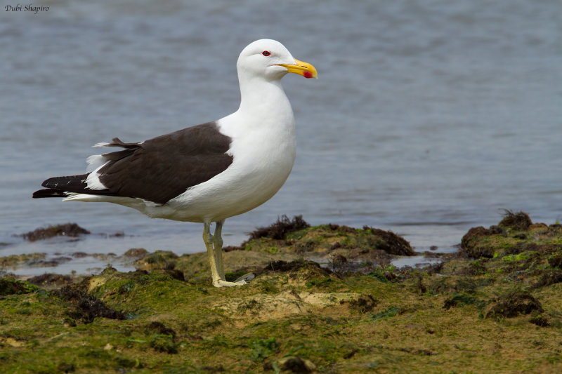 Kelp Gull
