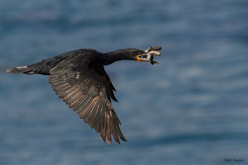 Cape Cormorant 