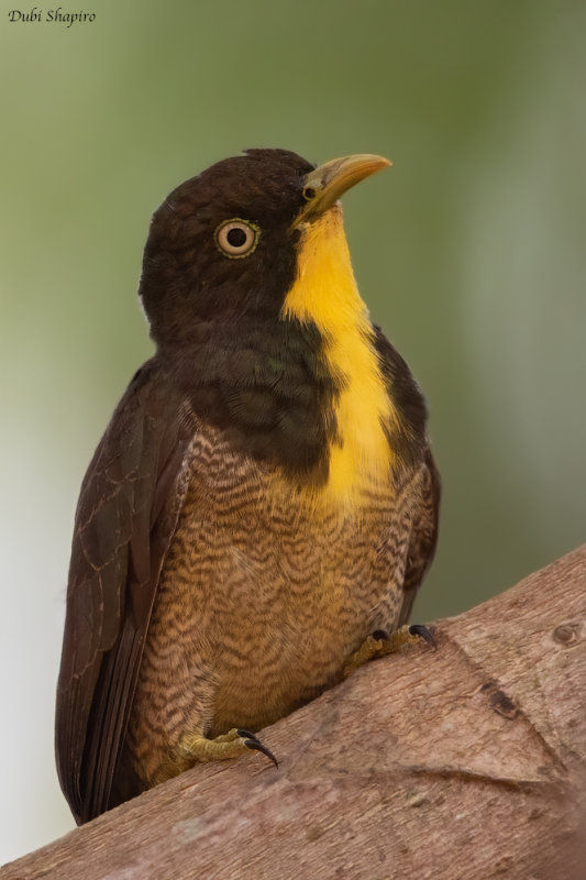 Yellow-throated Cuckoo 