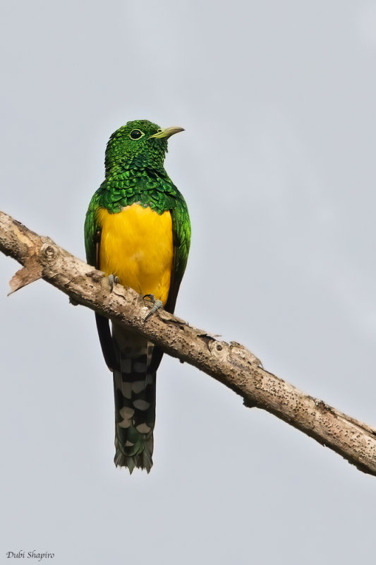 African Emerald Cuckoo 