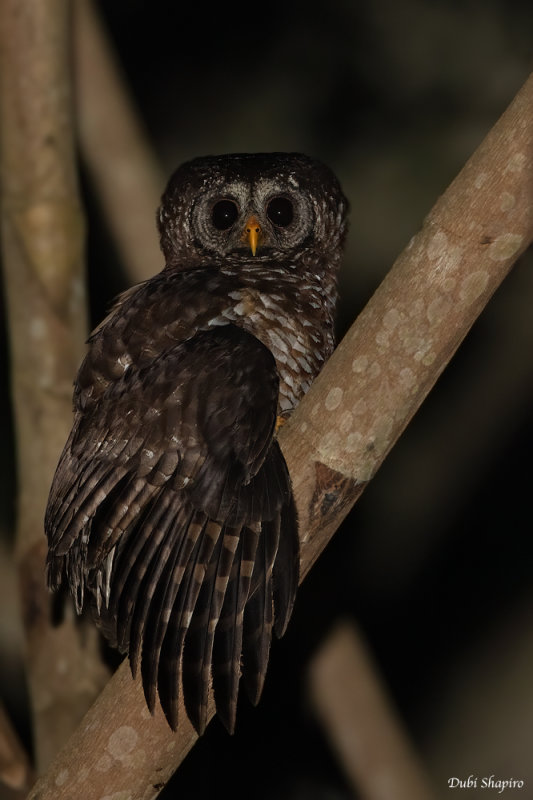 African Wood-owl
