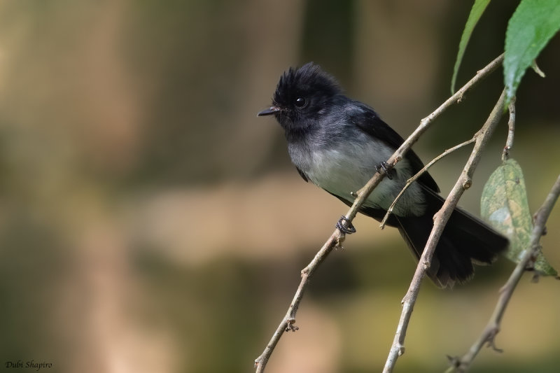 White-bellied Crested Flycatcher 