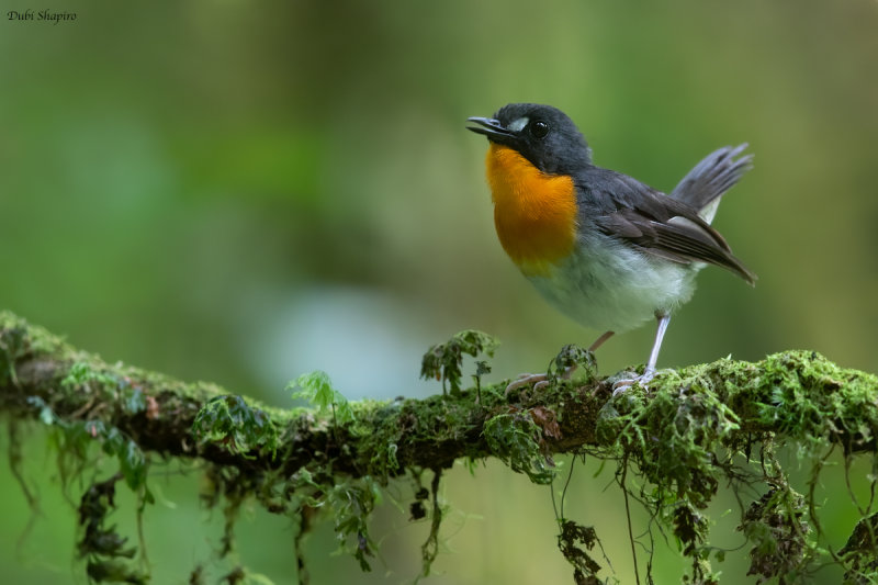 Orange-breasted Forest-robin 