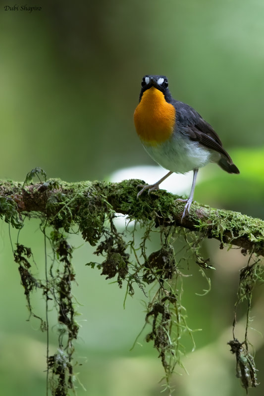 Orange-breasted Forest-robin 