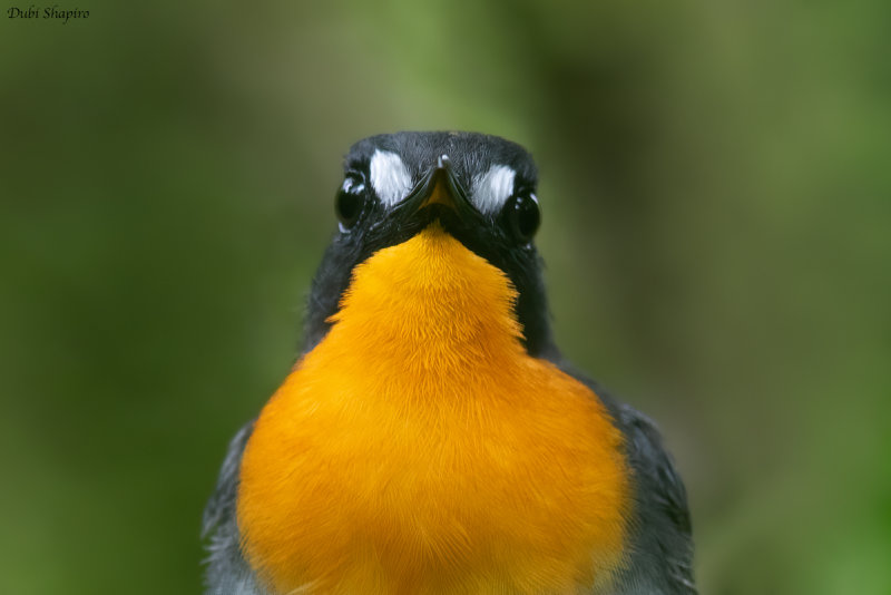 Orange-breasted Forest-robin