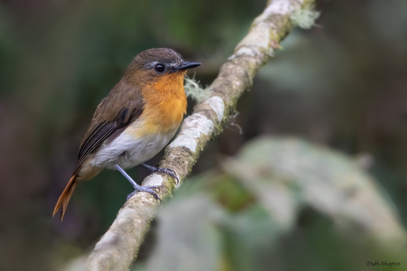 White-bellied Robin-Chat