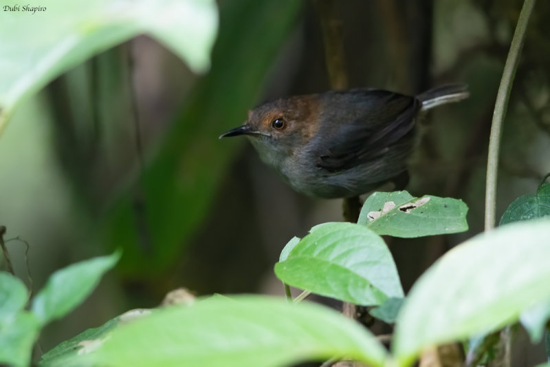 White-tailed Warbler 