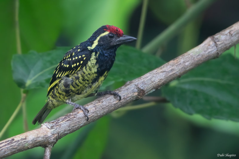 Yellow-spotted Barbet 
