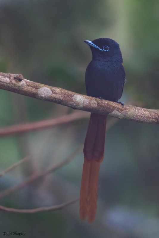 Rufous-vented Paradise-flycatcher