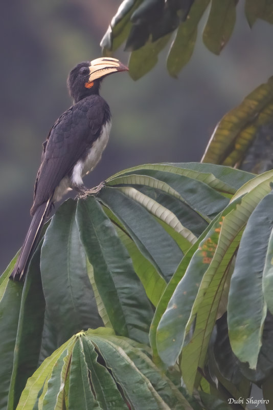 Congo Pied Hornbill 