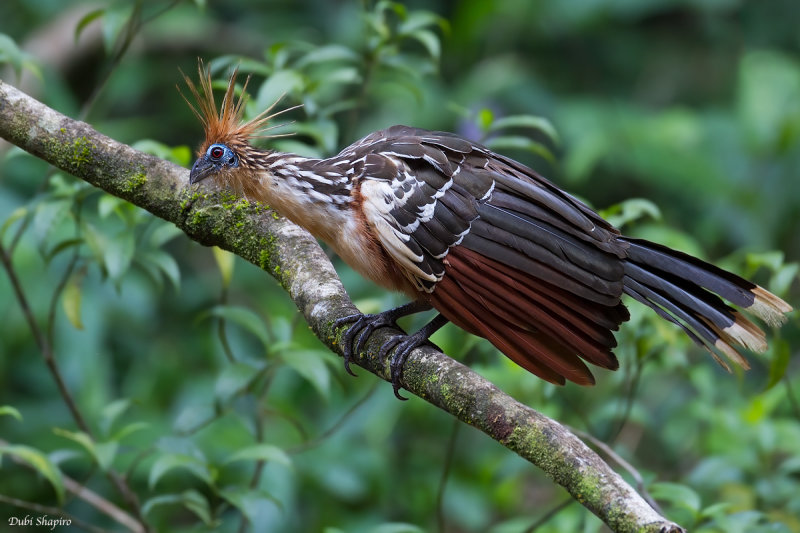 Hoatzin 